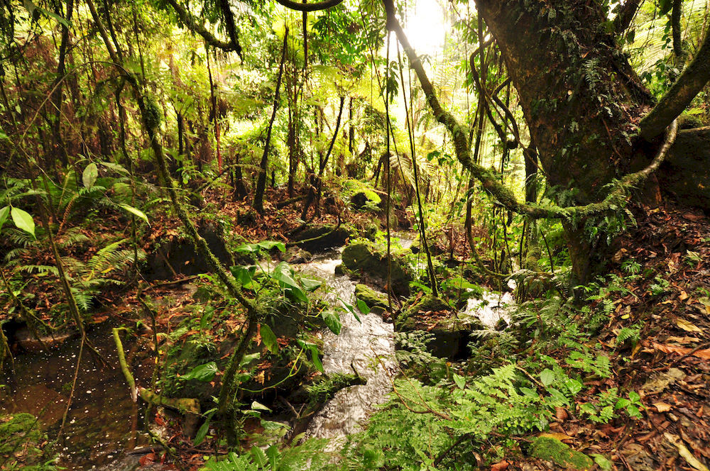Hotel Sanctuary Gorilla Forest Camp Ntungamo  Exteriér fotografie